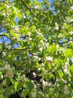 IMG_3786.jpg