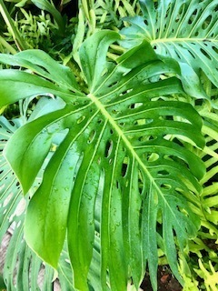 IMG_0427.jpg