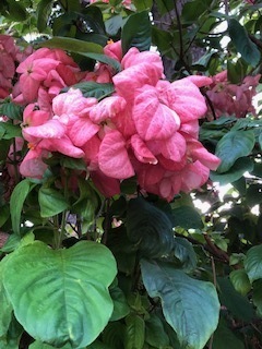 IMG_1329.jpg