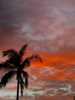 IMG_2971.jpg