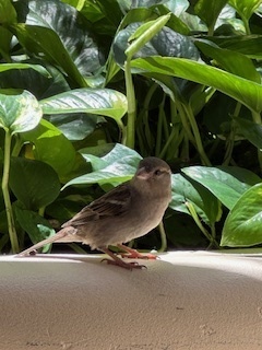 IMG_5737.jpg