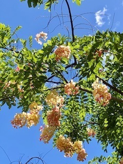 IMG_5737.jpg
