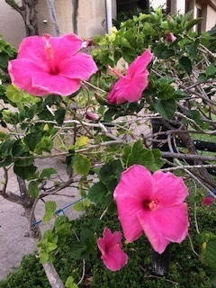 IMG_8370.jpg