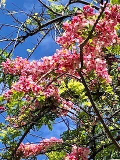 IMG_8455.jpg