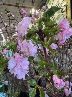 IMG_9280.jpeg