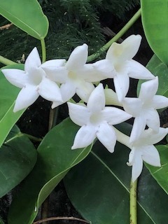 爽やかな白い花 Keiko S Aloha Diary